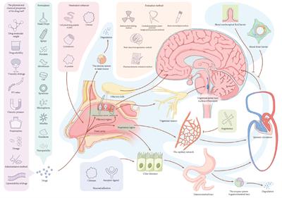 Research progress in brain-targeted nasal drug delivery